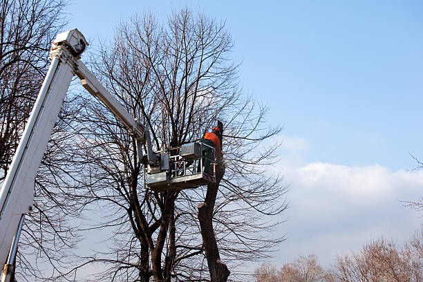Professional Tree Care in Springfield, VA